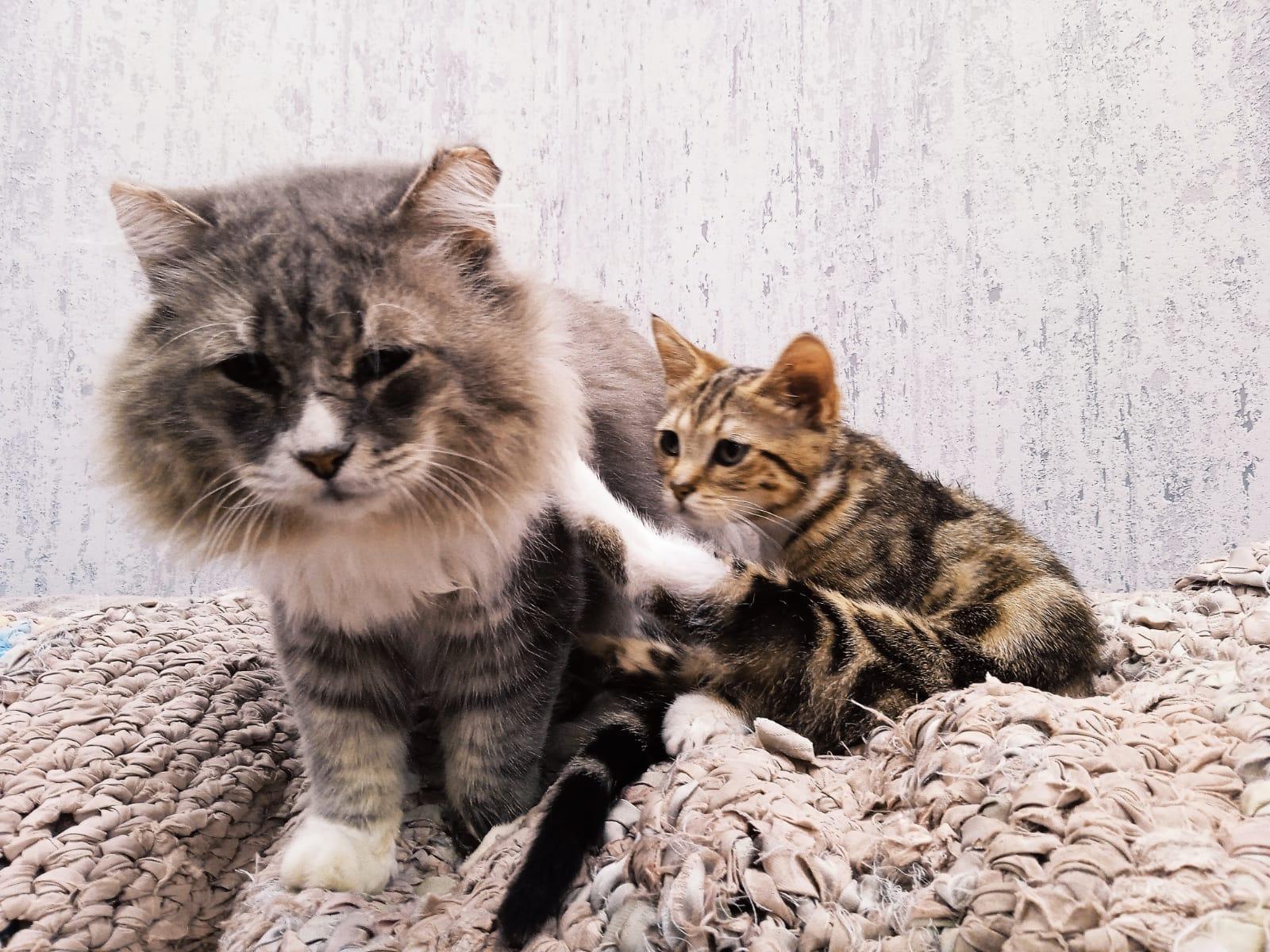 Фото В снегу и за рулем: в Новосибирске опубликовано свыше 50 фото милых питомцев к Дню кошек 32 - Сиб.ФМ Фото В снегу и за рулем: в Новосибирске опубликовано свыше 50 фото милых питомцев к Дню кошек 32